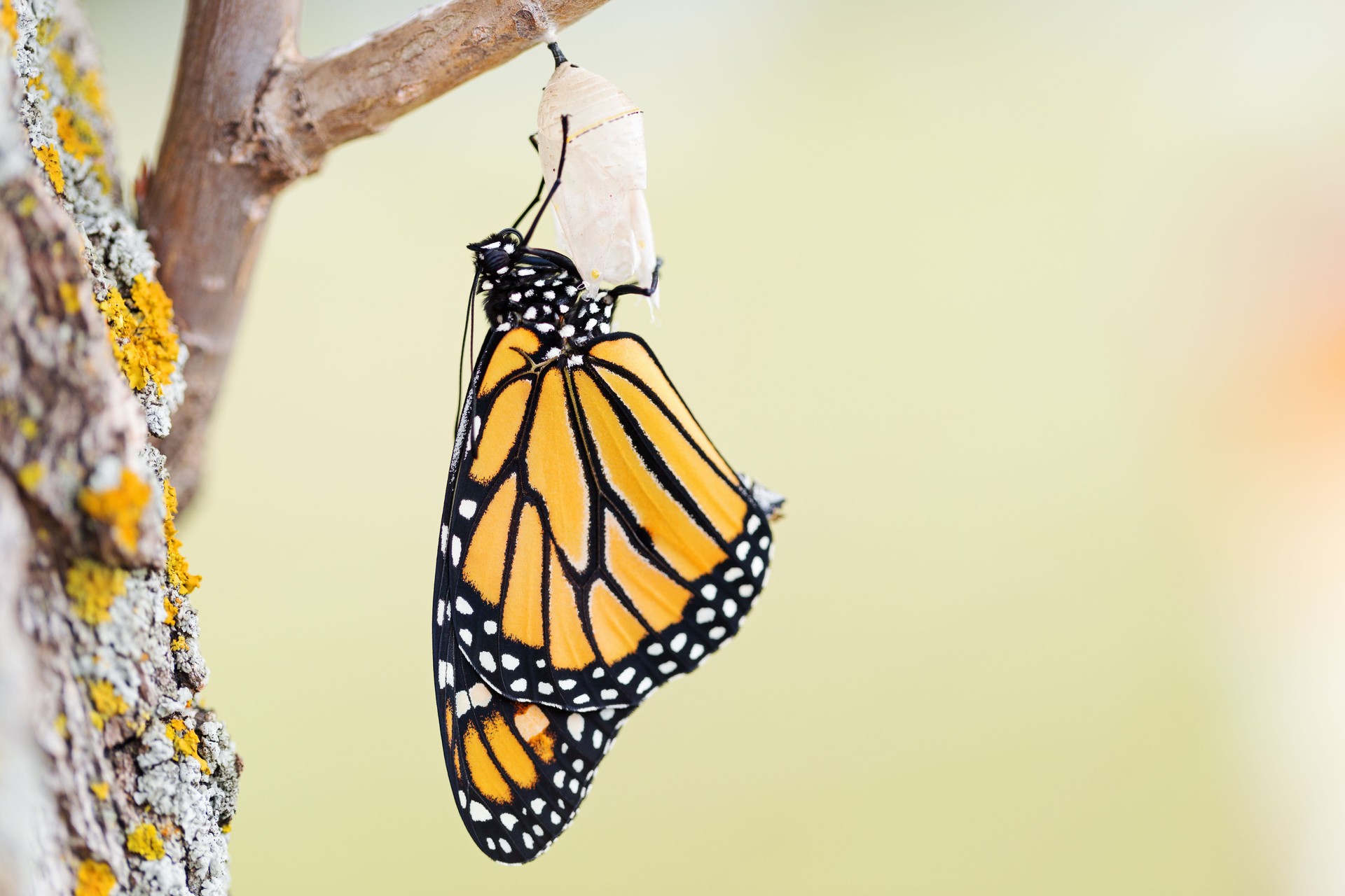 Monarch Butterfly Seventeen Minutes after Emerging from Cocoon